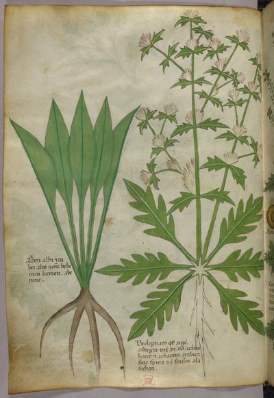 Illustrazione botanica, 1440 circa (inchiostro e colore su pergamena) da Italian School