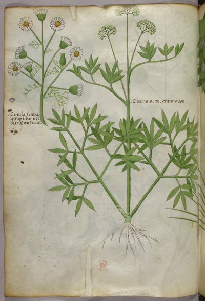 Illustrazione botanica, 1440 circa (inchiostro e colore su pergamena) da Italian School
