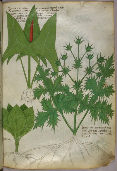 Illustrazione botanica, 1440 circa (inchiostro e colore su pergamena) da Italian School