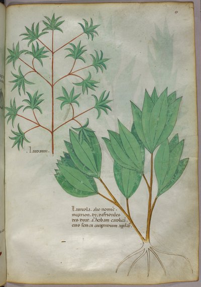 Illustrazione botanica, 1440 circa (inchiostro e colore su pergamena) da Italian School
