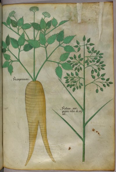Illustrazione botanica, 1440 circa (inchiostro e colore su pergamena) da Italian School