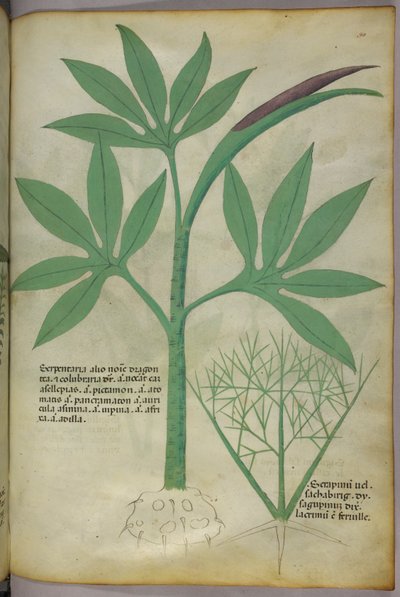 Illustrazione botanica, 1440 circa (inchiostro e colore su pergamena) da Italian School