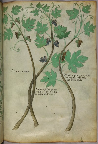 Illustrazione botanica, 1440 circa (inchiostro e colore su pergamena) da Italian School