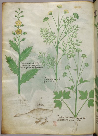 Illustrazione botanica, 1440 circa (inchiostro e colore su pergamena) da Italian School