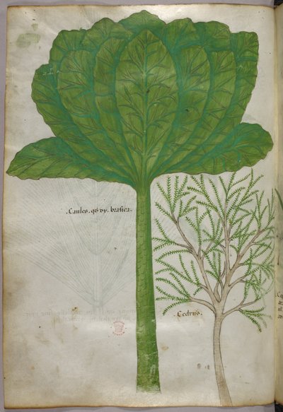 Illustrazione botanica, 1440 circa (inchiostro e colore su pergamena) da Italian School