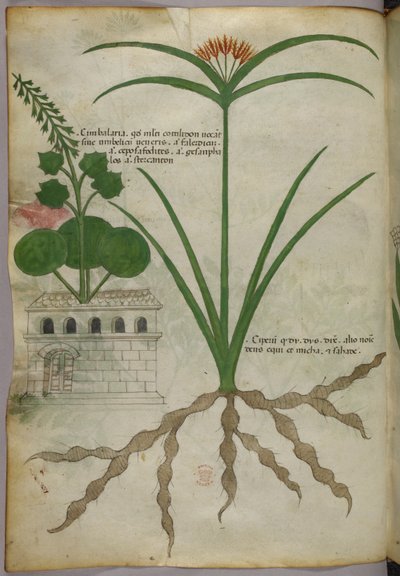 Illustrazione botanica, 1440 circa (inchiostro e colore su pergamena) da Italian School
