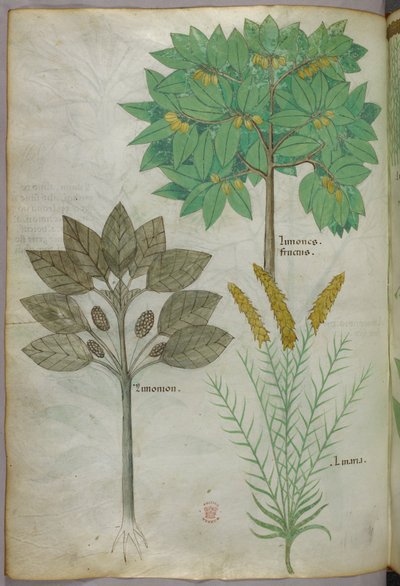Illustrazione botanica, 1440 circa (inchiostro e colore su pergamena) da Italian School