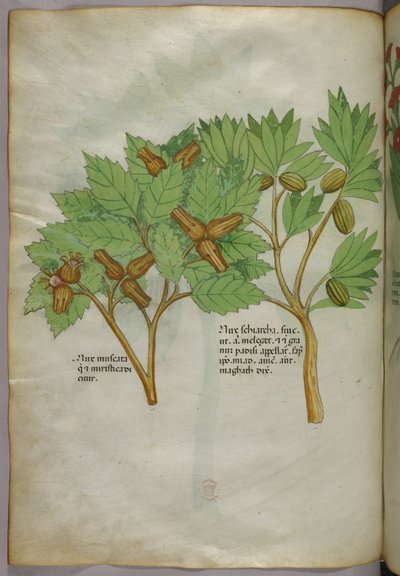 Illustrazione botanica, 1440 circa (inchiostro e colore su pergamena) da Italian School