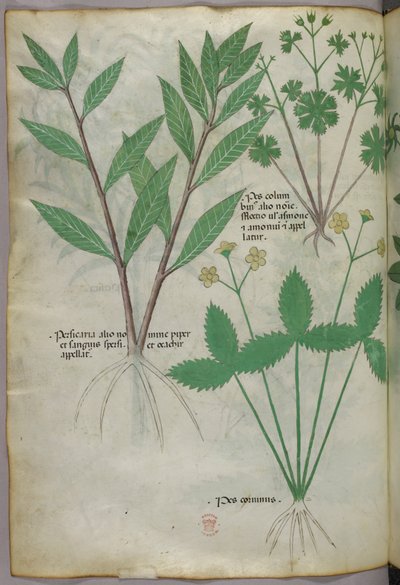 Illustrazione botanica, 1440 circa (inchiostro e colore su pergamena) da Italian School