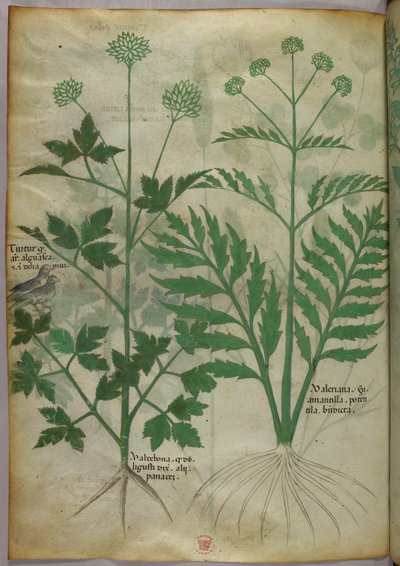 Illustrazione botanica, 1440 circa (inchiostro e colore su pergamena) da Italian School