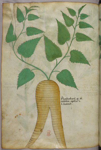 Illustrazione botanica, 1440 circa (inchiostro e colore su pergamena) da Italian School