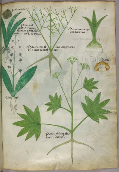 Illustrazione botanica, 1440 circa (inchiostro e colore su pergamena) da Italian School