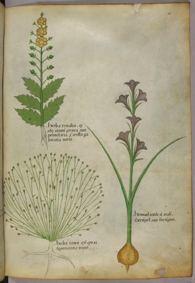 Illustrazione botanica, 1440 circa (inchiostro e colore su pergamena) da Italian School