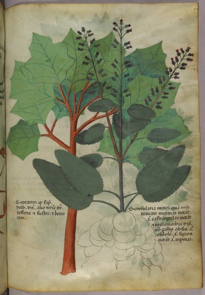 Illustrazione botanica, 1440 circa (inchiostro e colore su pergamena) da Italian School
