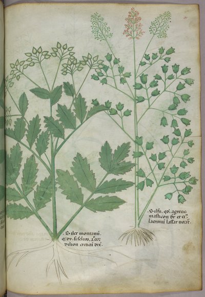 Illustrazione botanica, 1440 circa (inchiostro e colore su pergamena) da Italian School