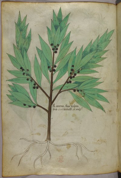 Illustrazione botanica, 1440 circa (inchiostro e colore su pergamena) da Italian School