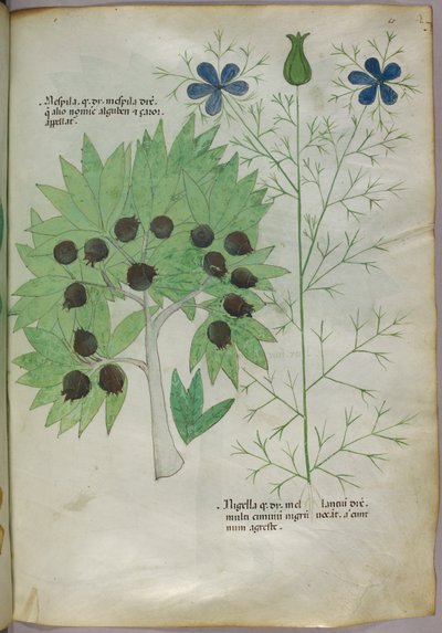 Illustrazione botanica, 1440 circa (inchiostro e colore su pergamena) da Italian School