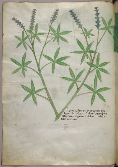 Illustrazione botanica, 1440 circa (inchiostro e colore su pergamena) da Italian School