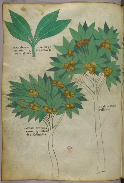 Illustrazione botanica, 1440 circa (inchiostro e colore su pergamena) da Italian School
