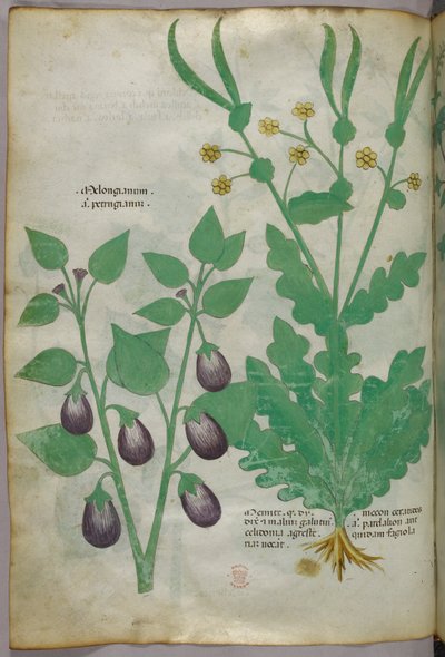 Illustrazione botanica, 1440 circa (inchiostro e colore su pergamena) da Italian School