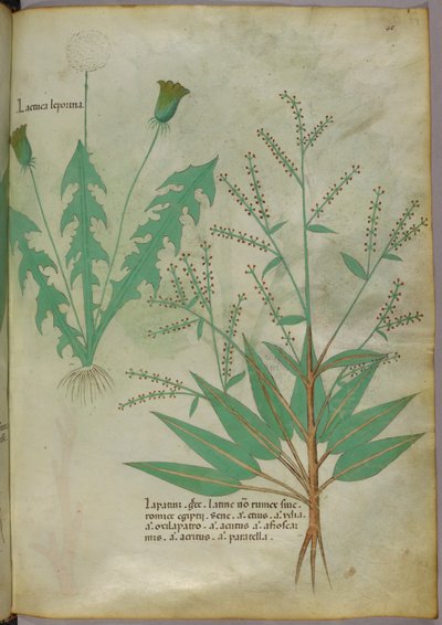 Illustrazione botanica, 1440 circa (inchiostro e colore su pergamena) da Italian School