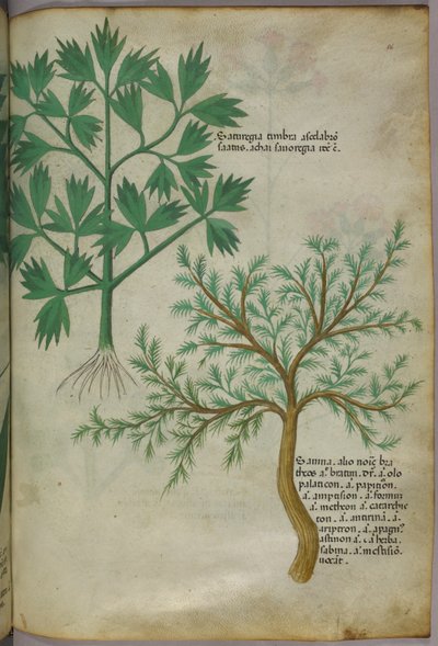Illustrazione botanica, 1440 circa (inchiostro e colore su pergamena) da Italian School
