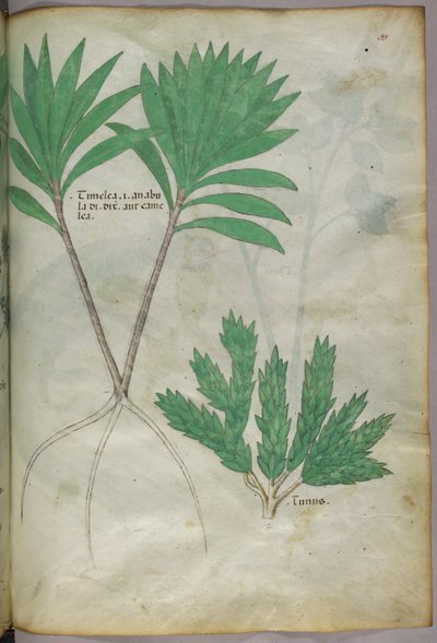 Illustrazione botanica, 1440 circa (inchiostro e colore su pergamena) da Italian School