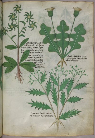 Illustrazione botanica, 1440 circa (inchiostro e colore su pergamena) da Italian School