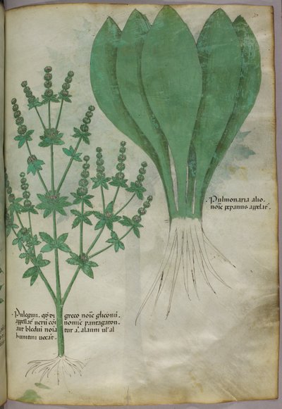 Illustrazione botanica, 1440 circa (inchiostro e colore su pergamena) da Italian School