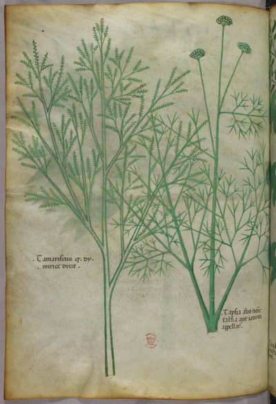 Illustrazione botanica, 1440 circa (inchiostro e colore su pergamena) da Italian School