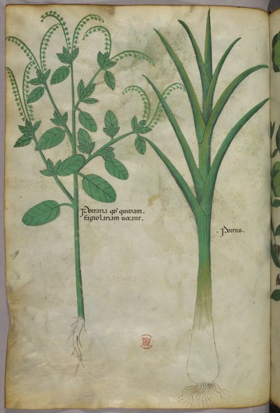 Illustrazione botanica, 1440 circa (inchiostro e colore su pergamena) da Italian School