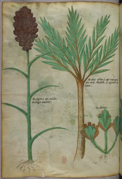 Illustrazione botanica, 1440 circa (inchiostro e colore su pergamena) da Italian School