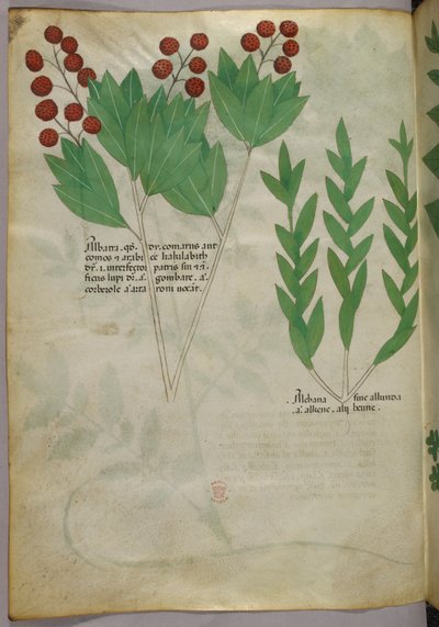 Illustrazione botanica, 1440 circa (inchiostro e colore su pergamena) da Italian School