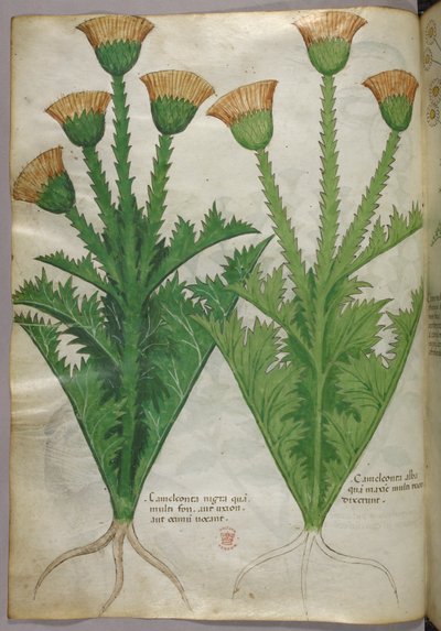 Illustrazione botanica, 1440 circa (inchiostro e colore su pergamena) da Italian School