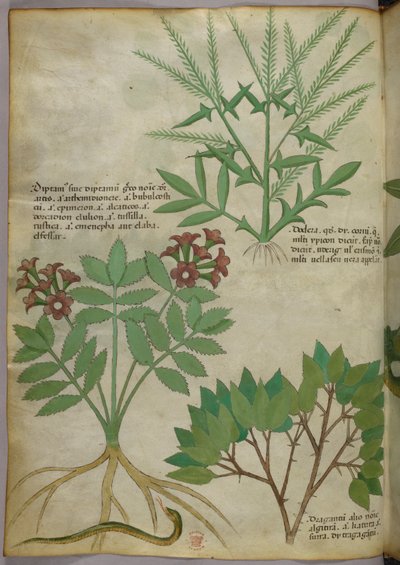 Illustrazione botanica, 1440 circa (inchiostro e colore su pergamena) da Italian School