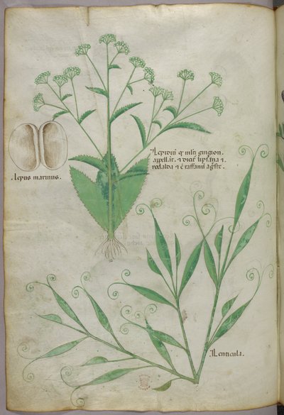 Illustrazione botanica, 1440 circa (inchiostro e colore su pergamena) da Italian School