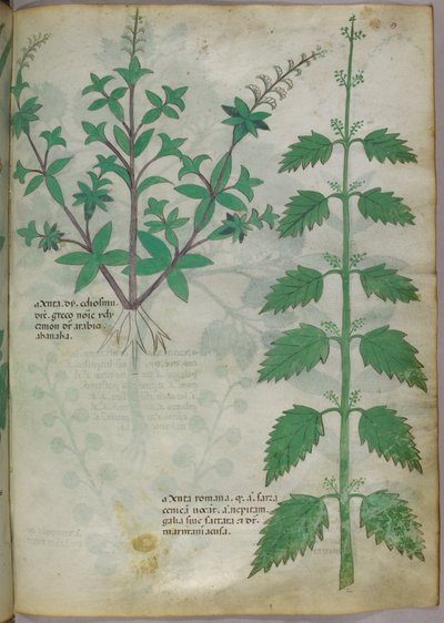 Illustrazione botanica, 1440 circa (inchiostro e colore su pergamena) da Italian School