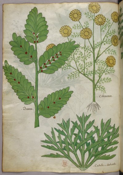 Illustrazione botanica, 1440 circa (inchiostro e colore su pergamena) da Italian School