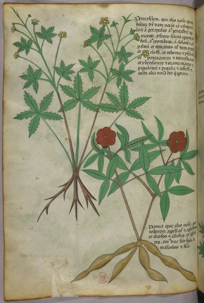 Illustrazione botanica, 1440 circa (inchiostro e colore su pergamena) da Italian School