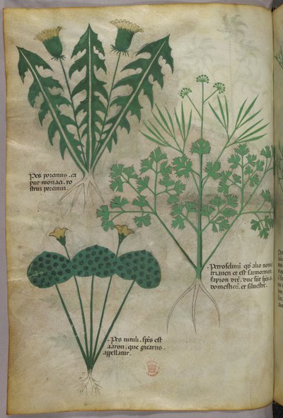 Illustrazione botanica, 1440 circa (inchiostro e colore su pergamena) da Italian School