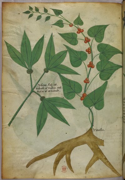 Illustrazione botanica, 1440 circa (inchiostro e colore su pergamena) da Italian School