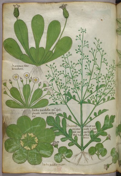 Illustrazione botanica, 1440 circa (inchiostro e colore su pergamena) da Italian School