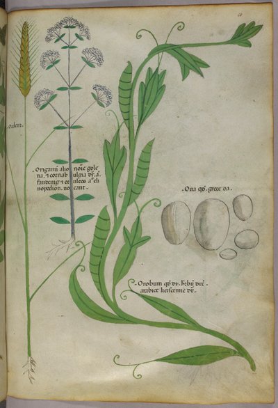 Illustrazione botanica, 1440 circa (inchiostro e colore su pergamena) da Italian School