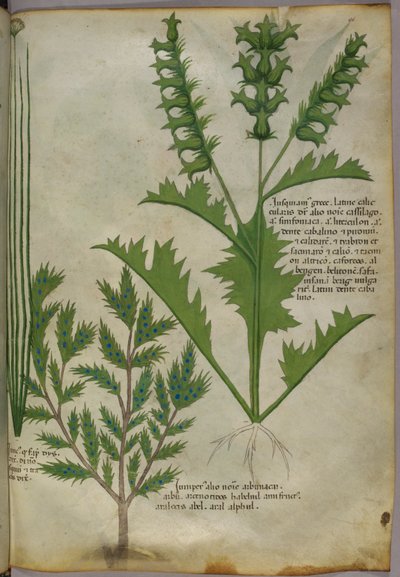 Illustrazione botanica, 1440 circa (inchiostro e colore su pergamena) da Italian School