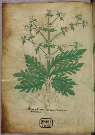 Illustrazione botanica, 1440 circa (inchiostro e colore su pergamena) da Italian School