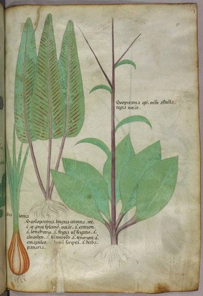 Illustrazione botanica, 1440 circa (inchiostro e colore su pergamena) da Italian School
