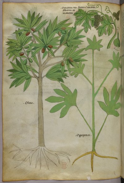 Illustrazione botanica, 1440 circa (inchiostro e colore su pergamena) da Italian School