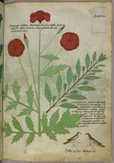 Illustrazione botanica, 1440 circa (inchiostro e colore su pergamena) da Italian School