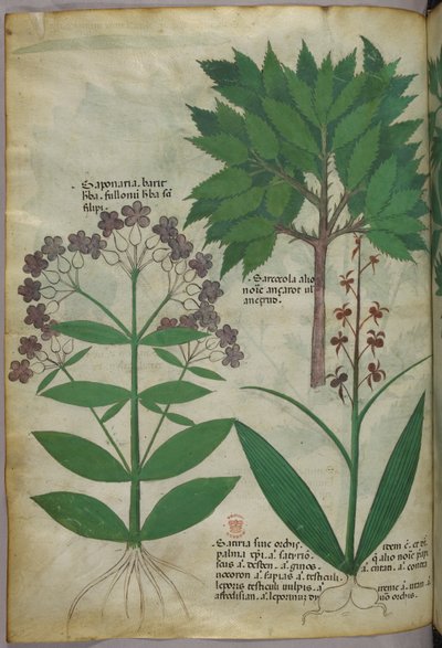 Illustrazione botanica, 1440 circa (inchiostro e colore su pergamena) da Italian School