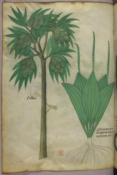 Illustrazione botanica, 1440 circa (inchiostro e colore su pergamena) da Italian School